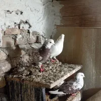 کفتر دوکت|پرنده|مشکیندشت, |دیوار