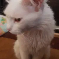 گربه گمشده