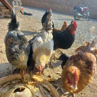 خروس  محلی|حیوانات مزرعه|هشتگرد, خور|دیوار