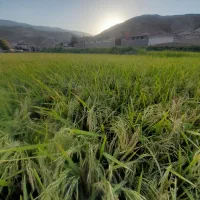 برنج طارم اعلا|خوردنی و آشامیدنی|قرچک, شهرک الحدید|دیوار