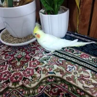 عروس هلندی|پرنده|سبزوار, هویزه|دیوار