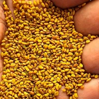 فروش بذر یونجه گرمسیری با کیفیت تضمینی