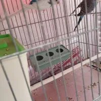 مرغ عشق|پرنده|شهرضا, |دیوار