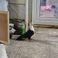 کلاغ کربلایی ماده