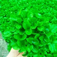 سبزه نارنج پر و با کیفیت