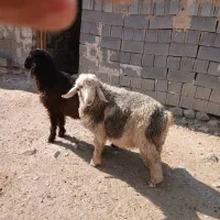 بره ماده بره نر