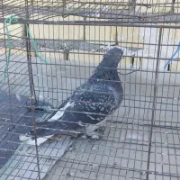 کفتر|پرنده|شیراز, اکبر آباد|دیوار