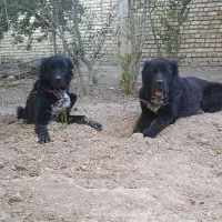 سگ قدرجونی اصیل