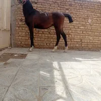 اسب|حیوانات مزرعه|اصفهان, بابوکان|دیوار