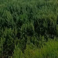 چیدن علف باغ و باغچه و زمین کشاورزی