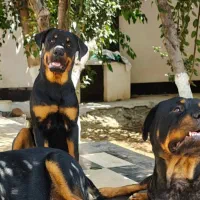 سگ روتوایلر آمریکایی ۲ ساله|سگ|شهریار, شهریار|دیوار