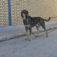 سگ عراقی پژدر کردی|سگ|اشتهارد, |دیوار