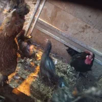 تعدادی  کبوتر و   پنج عدد مرغ و خروس|پرنده|عسگران, |دیوار