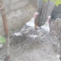 فروش بوقلمون