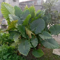 گل بابا آدم|گل و گیاه طبیعی|رشت, فلسطین|دیوار