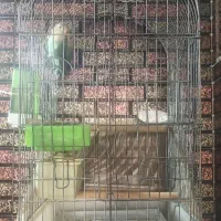 طوطی برزیلی|پرنده|پلدختر, |دیوار