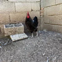 خروس بلک استار درجه یک