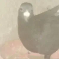 کفتر|پرنده|زرند, |دیوار