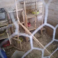 قفس و جفت کن کبوتر|لوازم جانبی حیوانات|ملایر, |دیوار