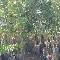 نهال مرکبات جنوب|عمدهفروشی|میبد, |دیوار