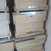 زنبورعسل