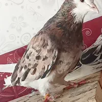 کبوتر شازده سرور
