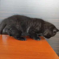 واگذاری گربه اسکاتیش و بریتیش|گربه|تبریز, |دیوار