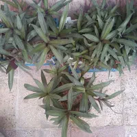 گلهای آپارتمانی