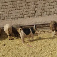 یه رس بیگ تخمی