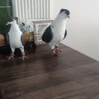 نرماده ساده|حیوانات|گلبهار, شهر جدید گلبهار|دیوار