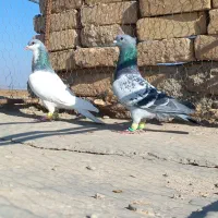 کبوتر مگسی شامی با شصتی کبود