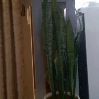گلدون سانسوریا بزرگ