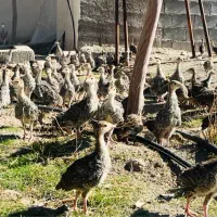 جوجه مرغ و خروس محلی و بالغ،جوجه بوقلمون