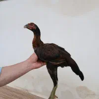 لاری اصیل..