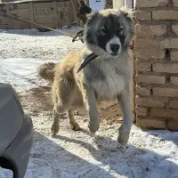 توله سرابی 9 ماهه