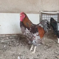 تخم نطفه دار  و جوجه برهما .ویاندوت و گلین|حیوانات مزرعه|سبزوار, صالح آباد|دیوار