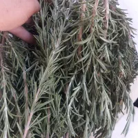 رزماری تازه و خشک شده و گلدونی با قیمتی فوق العاده