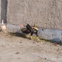 مرغ و خروس|حیوانات مزرعه|زاهدان, |دیوار