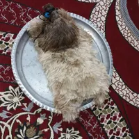 خیگ