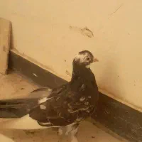 کفتر کله الماسی کینگ سایز|پرنده|فردیس, شهرک ناز|دیوار