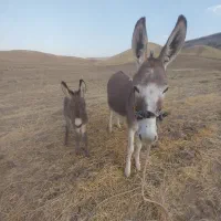 الاغ ماده با کره ماده|حیوانات مزرعه|کوهدشت, |دیوار