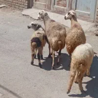 میش بره جوان بره نر