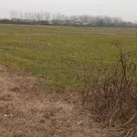 فروش ۲ هکتار شالیزار بحر اسفالت روستا صفرابسته