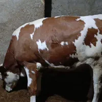 گوساله ماده برکل سیمینتال