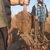 تک و عمده انواع و نهال درخت میوه و سایه موجود|خدمات باغبانی و درختکاری|لنجان, |دیوار