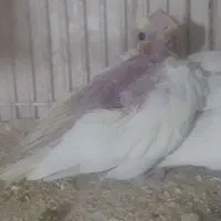 جوجه عروس هلندی لتینو