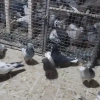 کفتر سینه سبز و سوسنی و دم سفید و دمبی و ابی|پرنده|صدرا-فارس, فاز ۲|دیوار