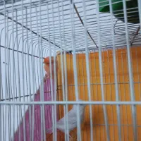 جفت قناری|پرنده|بیرجند, |دیوار