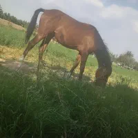 کره 2 ساله تازه سواری یورقه