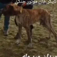 واگذاری تایگر خراسانی افغان درشت نگهبان|سگ|ساوه, |دیوار
